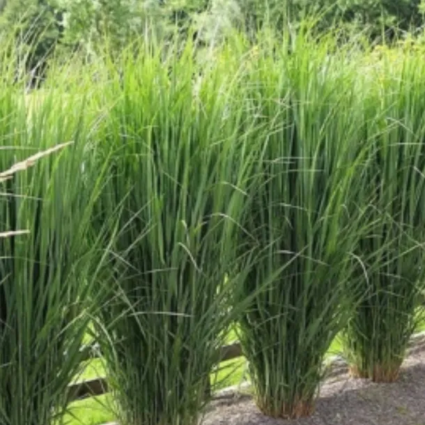 proso-rozgowate-panicum-virgatum-northwind