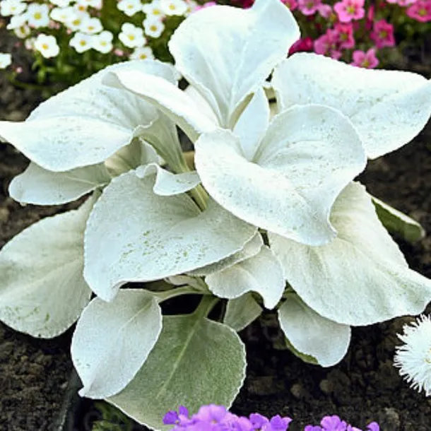 starzec-senecio-angel-wings