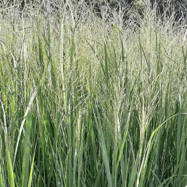 proso-rozgowate-panicum-virgatum-northwind