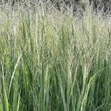 proso-rozgowate-panicum-virgatum-northwind