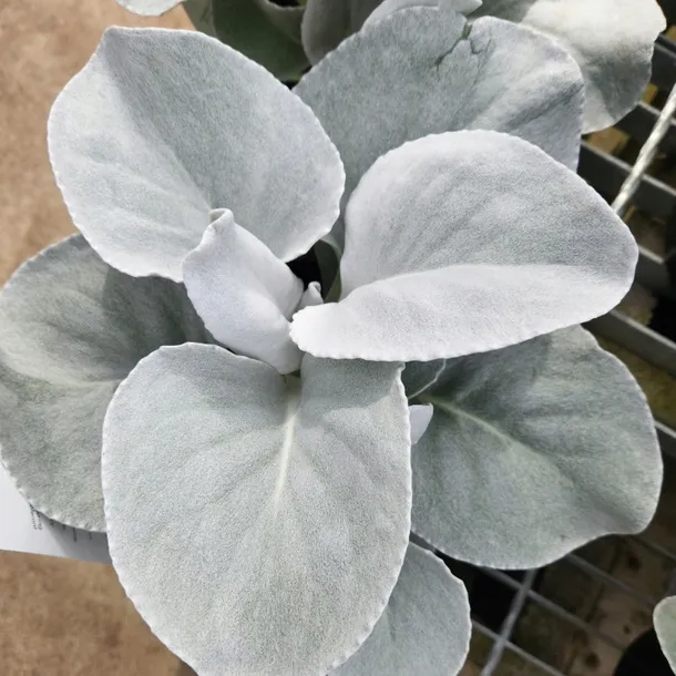 starzec-senecio-angel-wings