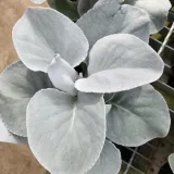 starzec-senecio-angel-wings