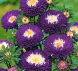 565-aster-chinski-pomponowy-supreme-belstead