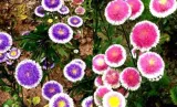 567-aster-liliput-moonshine