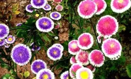 567-aster-liliput-moonshine