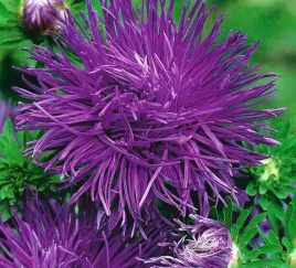 568-aster-igielkowy-wysoki-fioletowy