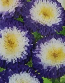 566-aster-chinski-blue-moon