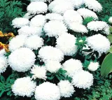571-aster-chinski-milady-white