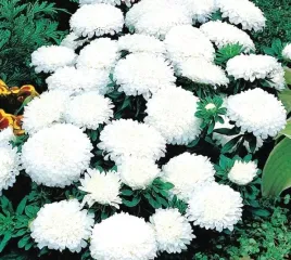 571-aster-chinski-milady-white