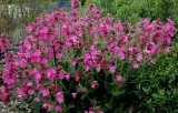 581-lepnica-silene-armeria