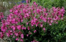 581-lepnica-silene-armeria