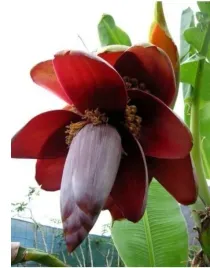 597-banan-musa-balbisiana