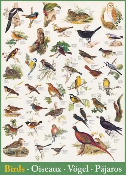 puzzle-1000-birds-6000-1259-marka-eurographics