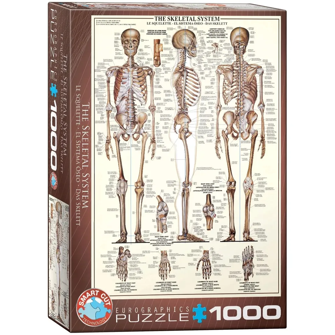 puzzle-1000-the-skeletal-system-6000-3970