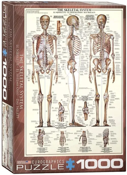 puzzle-1000-the-skeletal-system-6000-3970-kolekcja-inna
