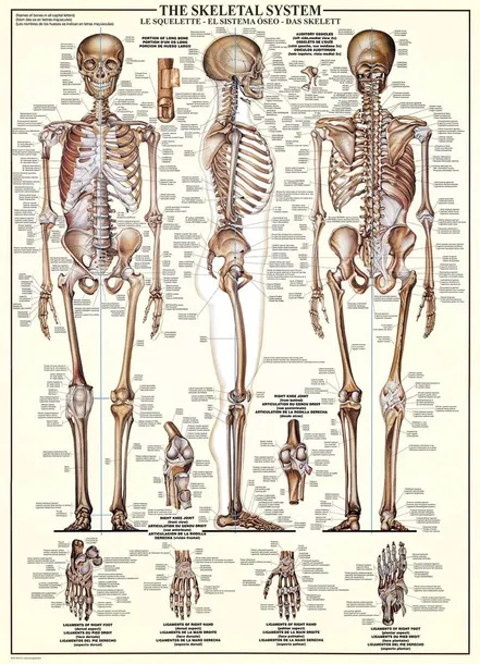 puzzle-1000-the-skeletal-system-6000-3970-marka-eurographics