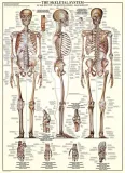 puzzle-1000-the-skeletal-system-6000-3970-marka-eurographics