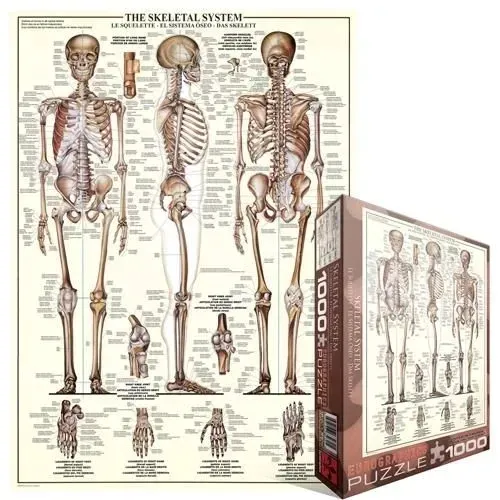 puzzle-1000-the-skeletal-system-6000-3970-liczba-elementow-1000