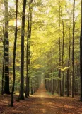 puzzle-1000-forest-path-6000-3846-marka-eurographics