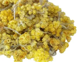 kocanka-suszone-kwiatostany-rzadkosc-25g-skworcu