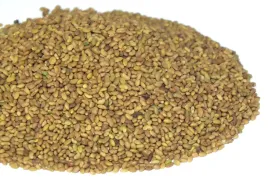 alfalfa-nasiona-na-kielki-lucerna-30g-od-skworcu