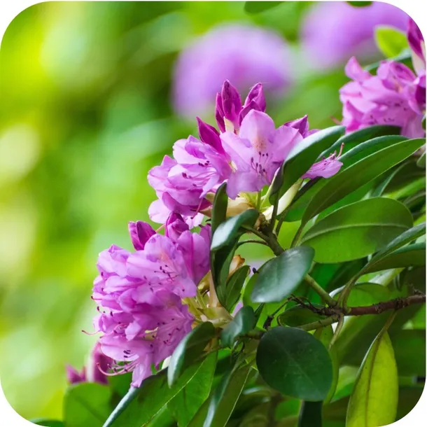 sub-osmo-2w1-rododendron-300g-waga-0-35-kg