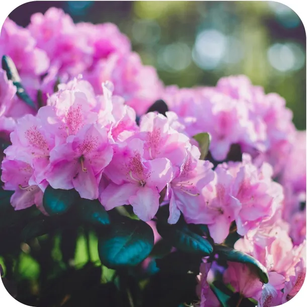 sub-osmo-2w1-rododendron-300g-stan-nowy-producent-evergreen-garden