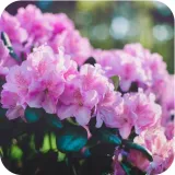 sub-osmo-2w1-rododendron-300g-stan-nowy-producent-evergreen-garden
