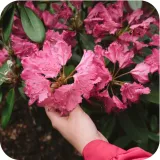 sub-osmo-2w1-rododendron-300g-stan-nowy-zastosowanie-do-pielegnacji-kwiatow