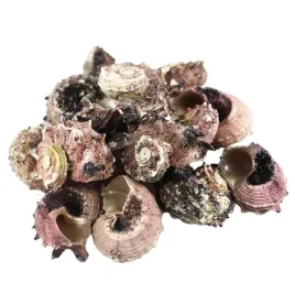 muszle-morskie-muszelki-ozdobne-naturalne-sr-3-5cm-100g-angaria-delphinola
