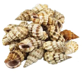 muszle-morskie-muszelki-ozdobne-naturalne-sr-3-4cm-100g-phos-senticosus