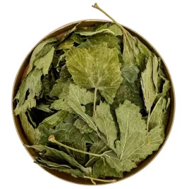 porzeczka-czarna-lisc-1000g-caly-porzeczki-czarnej-ribes-nigrum-folium
