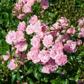 roza-okrywowa-the-fairy-sadzonka-w-doniczce-nieustannie-kwitnaca-rozowa