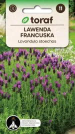 lawenda-francuska-wieloletnia-pachnaca-01g
