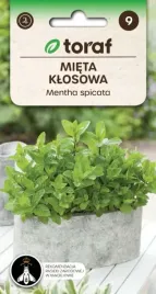 mieta-klosowa-wieloletnia-pachnaca-ziolo-przyprawa