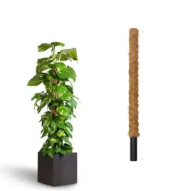 podpora-do-roslin-kwiatow-pnacych-palik-do-pomidorow-kokosowy-tyczka-60cm