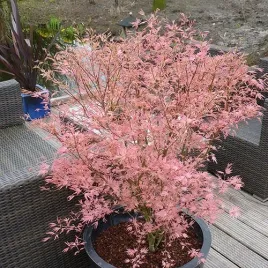 klon-palmowy-taylor-rozowe-przyrosty-unikatowy-kolekcjonerski