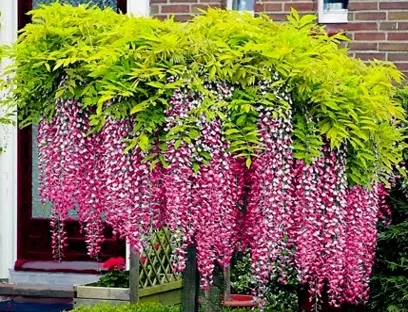 WISTERIA 'ROSEA' Najpiękniejsze pnącze świata ! KWITNIE 2 RAZY W ROKU
