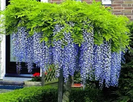 niebieska-karlowa-wisteria-blue-moon-duze-sadzonki