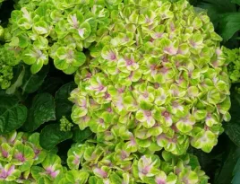 uniktowa-hortensja-magical-coral-limonkowo-rozowa