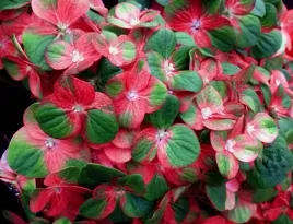 hortensja-ogrodowa-magical-greenfire
