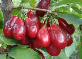 deren-jadalny-pancherevo-odmiana-wielkoowocowa