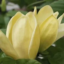 magnolia-yellow-lantern-cytrynowo-zolta-pachnaca