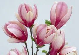 karlowa-magnolia-red-lucky-rozowo-biale-kwiaty