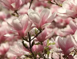 magnolia-jane-dwukolorowa-pieknosc-bialo-rozowa