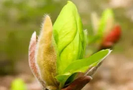 magnolia-sunray-limonkowo-zolte-kwiaty-unikatowa-duze-ponad-20-cm-kwiaty