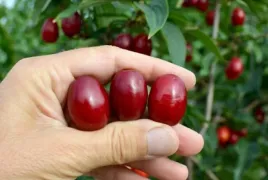 deren-jadalny-shumen-bardzo-duzy-3-cm-owoc-sadzonki