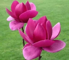 magnolia-cleopatra-nowy-wymiar-koloru-kwiatu