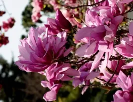 dwubarwna-magnolia-betty-duze-kwiaty-sadzonki