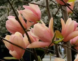 magnolia-coral-lake-niespotykany-kolor-kwiatow